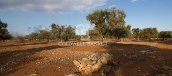 Grundstück in San Vito dei Normanni, Italy 26250m², Nr. 63574 13