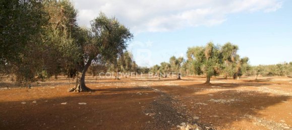 Grundstück in San Vito dei Normanni, Italy 26250m², Nr. 63574 14