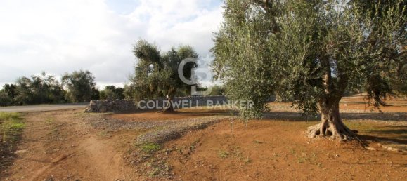 Grundstück in San Vito dei Normanni, Italy 26250m², Nr. 63574 8