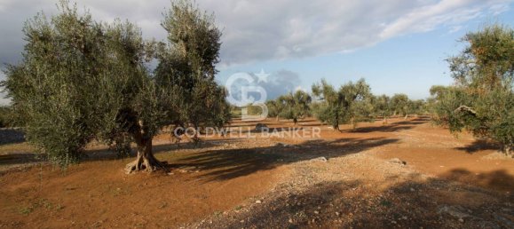 Grundstück in San Vito dei Normanni, Italy 26250m², Nr. 63574 6