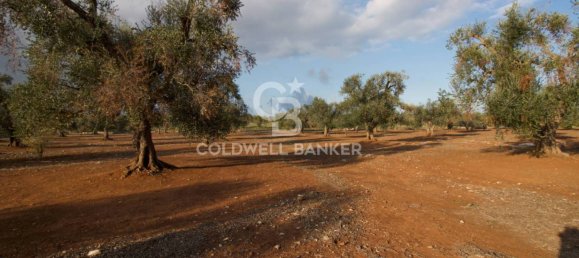 Grundstück in San Vito dei Normanni, Italy 26250m², Nr. 63574 12