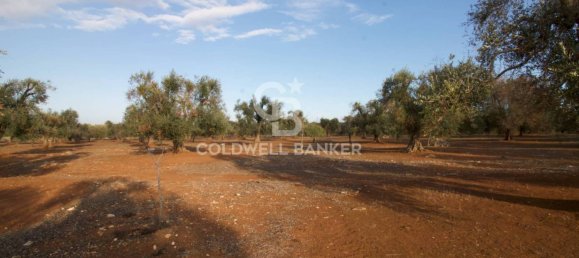 Grundstück in San Vito dei Normanni, Italy 26250m², Nr. 63574 4