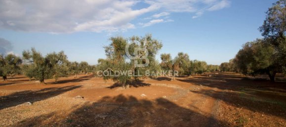 Grundstück in San Vito dei Normanni, Italy 26250m², Nr. 63574 5