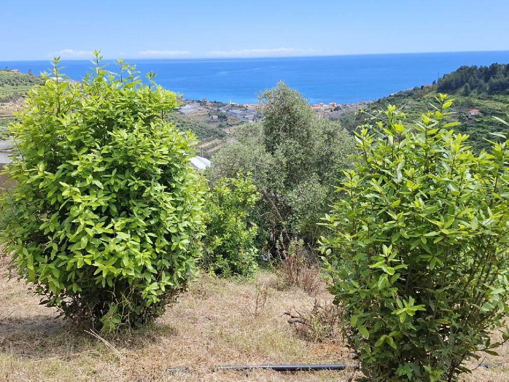 1 room Land in Castellaro, Italy No. 31714