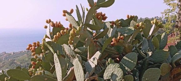 1 room Land in Castellaro, Italy No. 31714 19