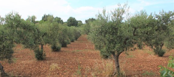 3 bedrooms House in Santeramo in Colle, Italy No. 133639 11