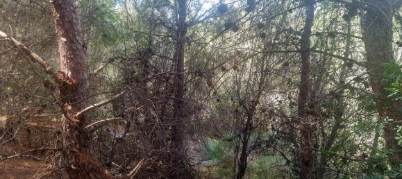 terreno en venta en Galera de las Palmeras, Alicante, Comunidad Valenciana, Spain № 365526 14