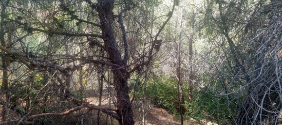 terreno en venta en Galera de las Palmeras, Alicante, Comunidad Valenciana, Spain № 365526 8