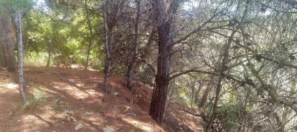 terreno en venta en Galera de las Palmeras, Alicante, Comunidad Valenciana, Spain № 365526 12
