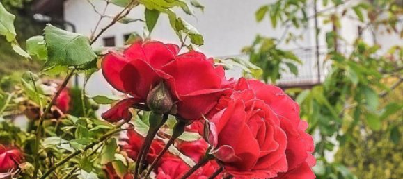 Дом с 3 спальнями в Форче, Италия № 162505 3