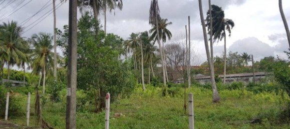 5275m² Commercial property in Mai Khao, Thailand No. 12462 4