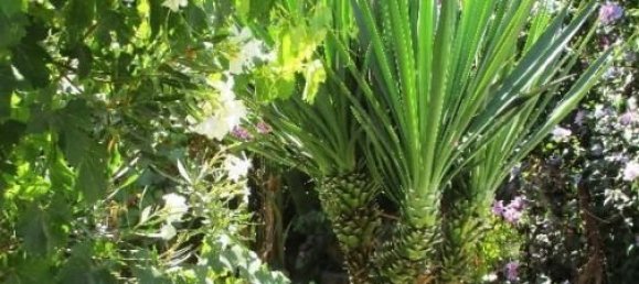 3 Schlafzimmer Villa in Palmela, Portugal, Nr. 119906 6