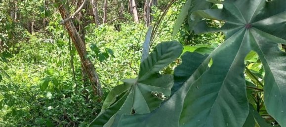  Land in Puntarenas, Costa Rica No. 1376 4