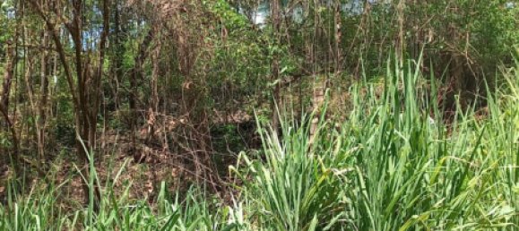  Land in Puntarenas, Costa Rica No. 1376 7