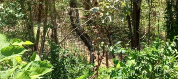  Land in Puntarenas, Costa Rica No. 1376 9