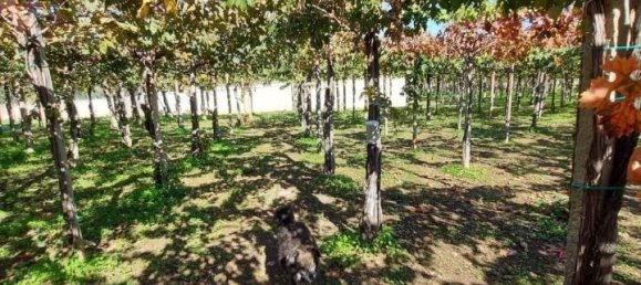 1-Zimmer Grundstück in Vasto, Italy, Nr. 23860 6