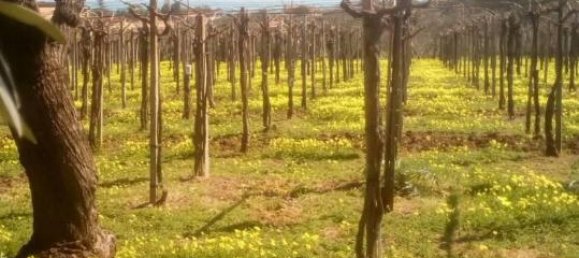 1-Zimmer Grundstück in Vasto, Italy, Nr. 23860 5