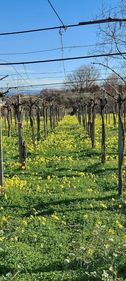 1-Zimmer Grundstück in Vasto, Italy, Nr. 23860