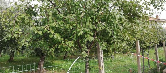 1-Zimmer Grundstück in Vasto, Italy, Nr. 23860 14