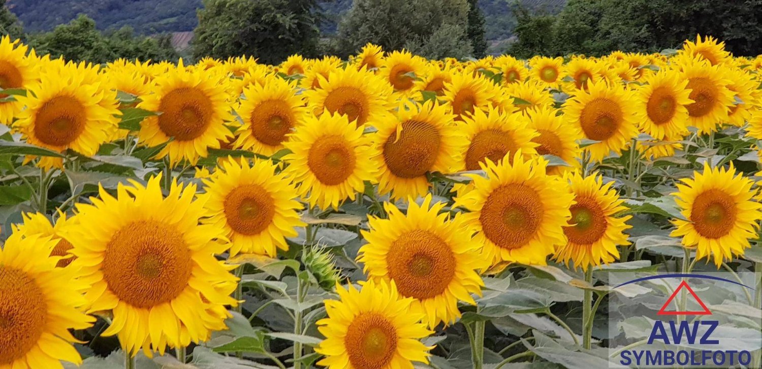 Terreno en Ravelsbach, Austria 842 m² No. 247488