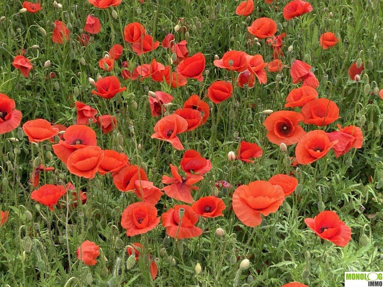 Terrain à Michelhausen, Austria No. 256879