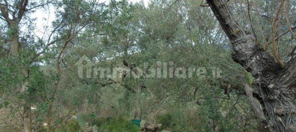5000m² Land in San Mauro Cilento, Italy No. 308481 7