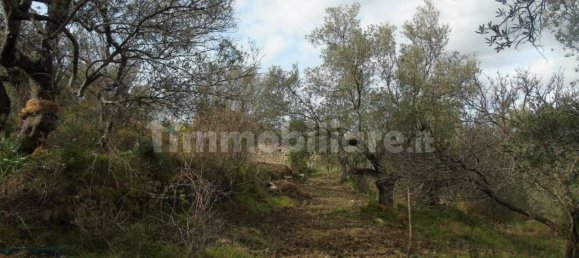 5000m² Land in San Mauro Cilento, Italy No. 308481 8