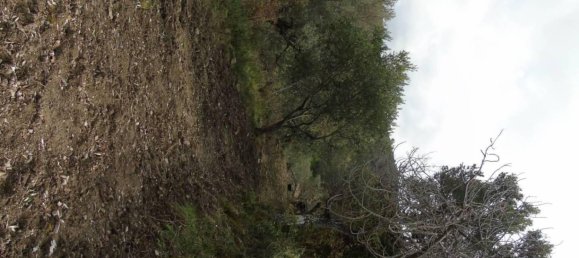 5000m² Land in San Mauro Cilento, Italy No. 308481 24