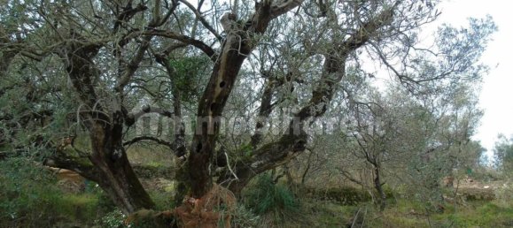 5000m² Land in San Mauro Cilento, Italy No. 308481 12