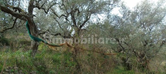 5000m² Land in San Mauro Cilento, Italy No. 308481 11