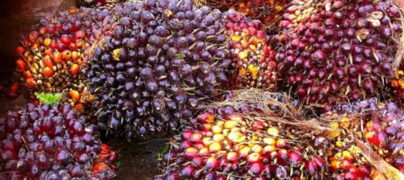 2 chambres Maison à Krabi, Thailand No. 58703 4