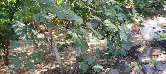 Terreno en San Pietro Clarenza, Italy 926 m² No. 161120 9