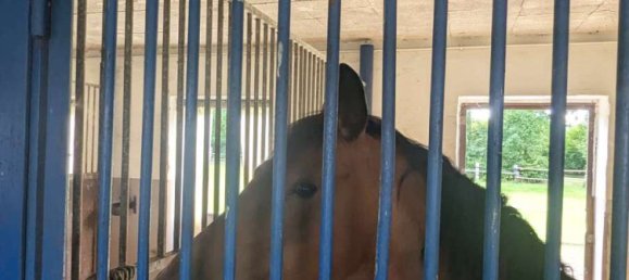 8-salle Ferme à Steinfurt, Germany No. 268195 10