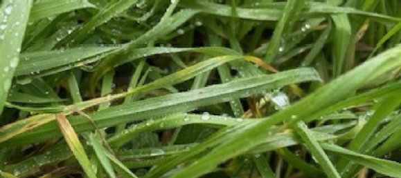 Grundstück in Bouxieres-aux-Dames, France 235m², Nr. 60635 4