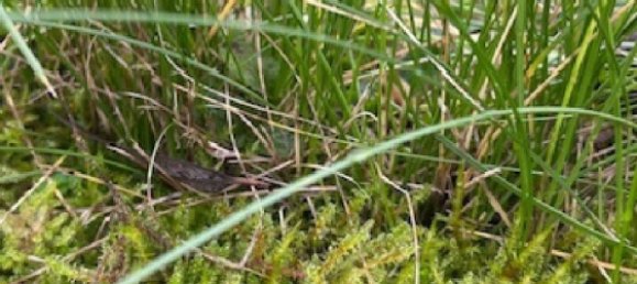 Grundstück in Bouxieres-aux-Dames, France 235m², Nr. 60635 2