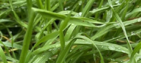 Grundstück in Bouxieres-aux-Dames, France 235m², Nr. 60635 3