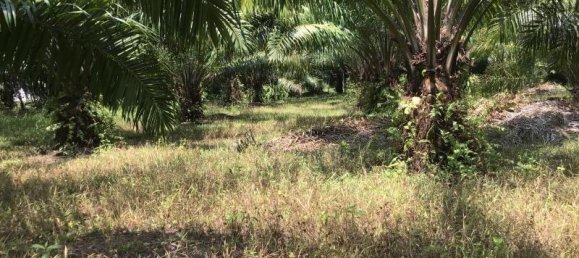 9108m² Commercial property in Khok Kloi, Thailand No. 8277 6