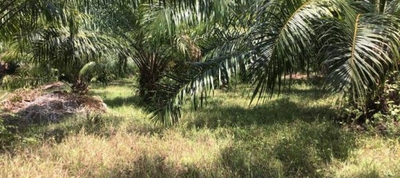 9108m² Commercial property in Khok Kloi, Thailand No. 8277 5