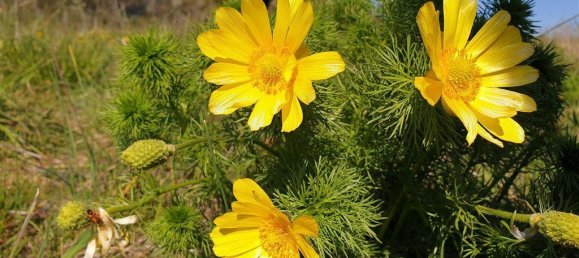  قطعة أرض في Markisch-Oderland, Germany رقم 58053 11