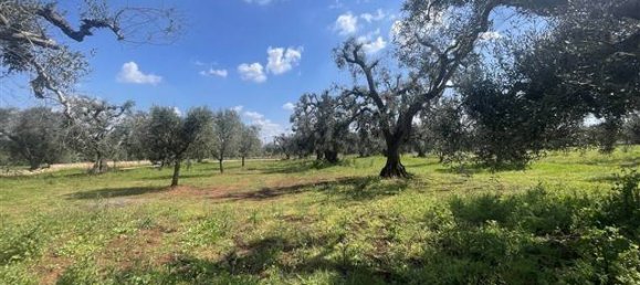 1 Schlafzimmer Haus in Ceglie Messapica, Italy, Nr. 62185 12