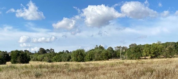 7 bedrooms Castles in Campos, Spain No. 185427 6