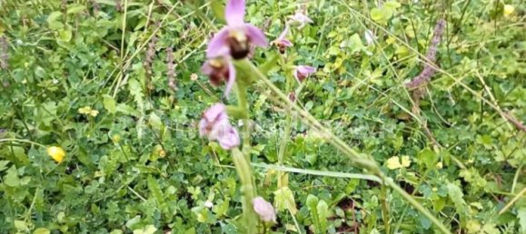 3 غرف نوم فيلا في Massa, Italy رقم 49408 33