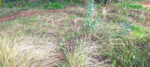 900m² Land in Cascais, Portugal No. 128665 2