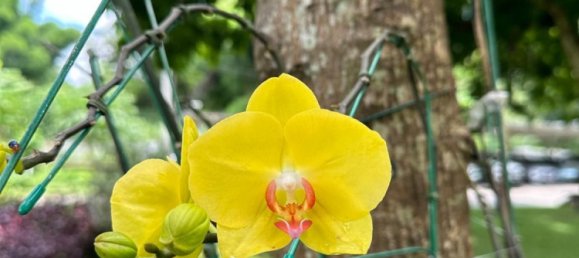 Eigentumswohnung in Chiang Mai, Thailand 48.5m², Nr. 65145 15