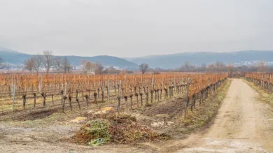 Terrain à Sooss, Austria No. 18480