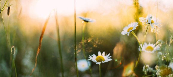 Land in Leoben, Austria No. 198517 7