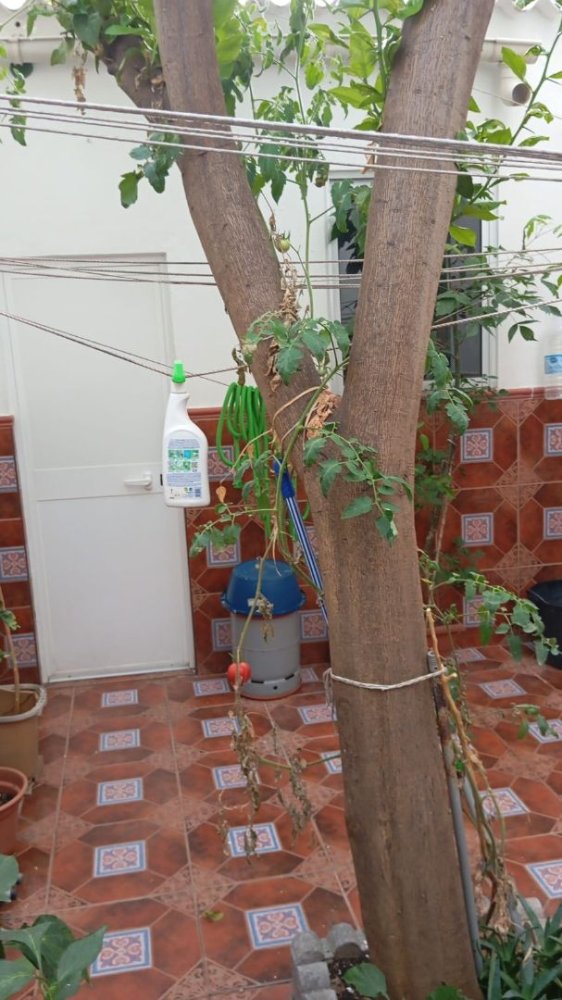 3 bedrooms Apartment in Sanlucar de Barrameda, Spain No. 249663