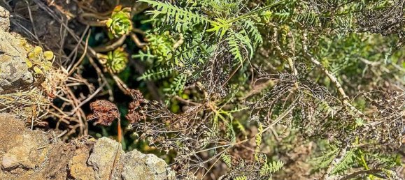 Terreno en Gran Canaria, Spain 250 m² No. 180408 8