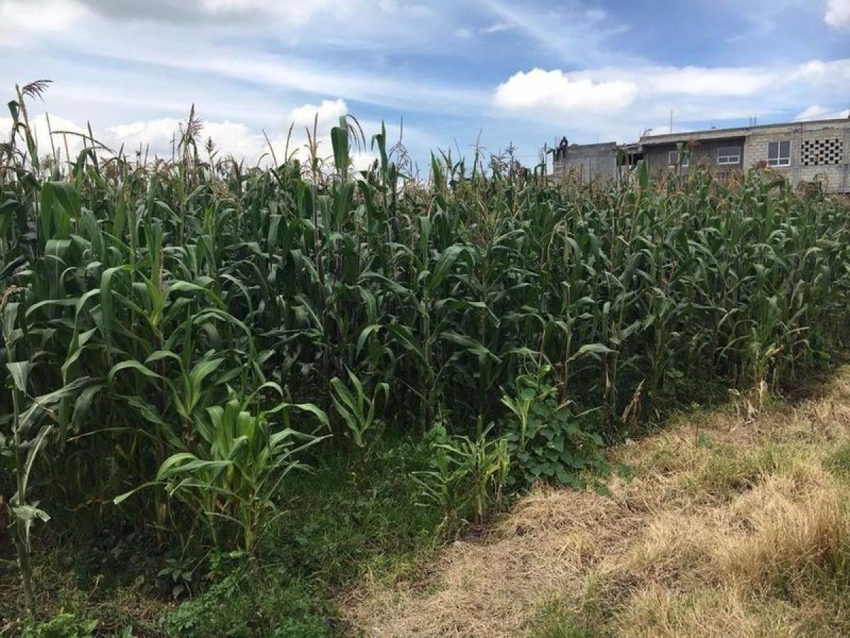 Земельный участок в Сан Буэнавентура, Мексика № 205188