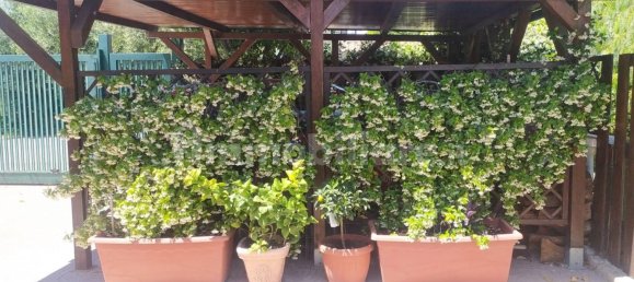 2 Schlafzimmer Villa in Zagarolo, Italy, Nr. 320107 33